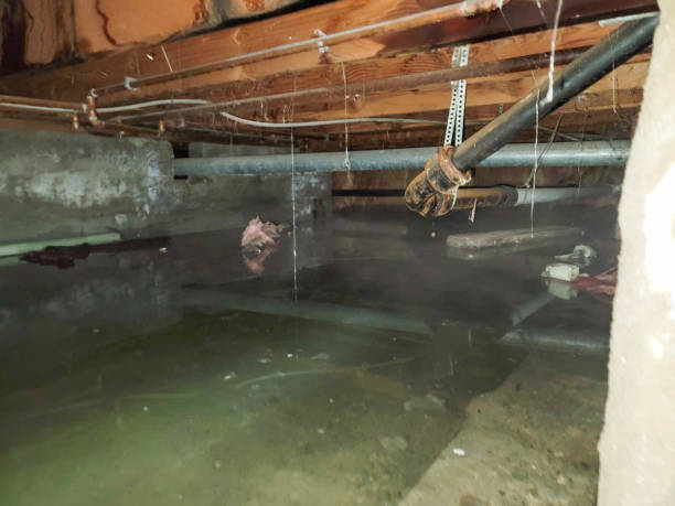 Best Professional water damage repair  in Addis, LA